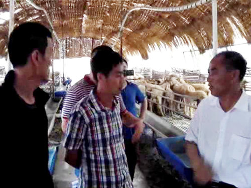 吉林省畜牧局在大安市修安肉羊養殖場秸稈膨化